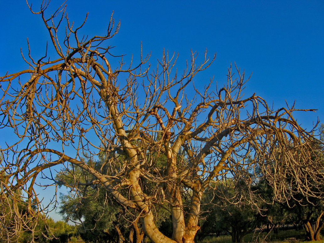 dead fig tree