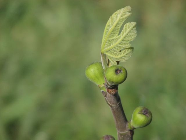 fig.and.leaf