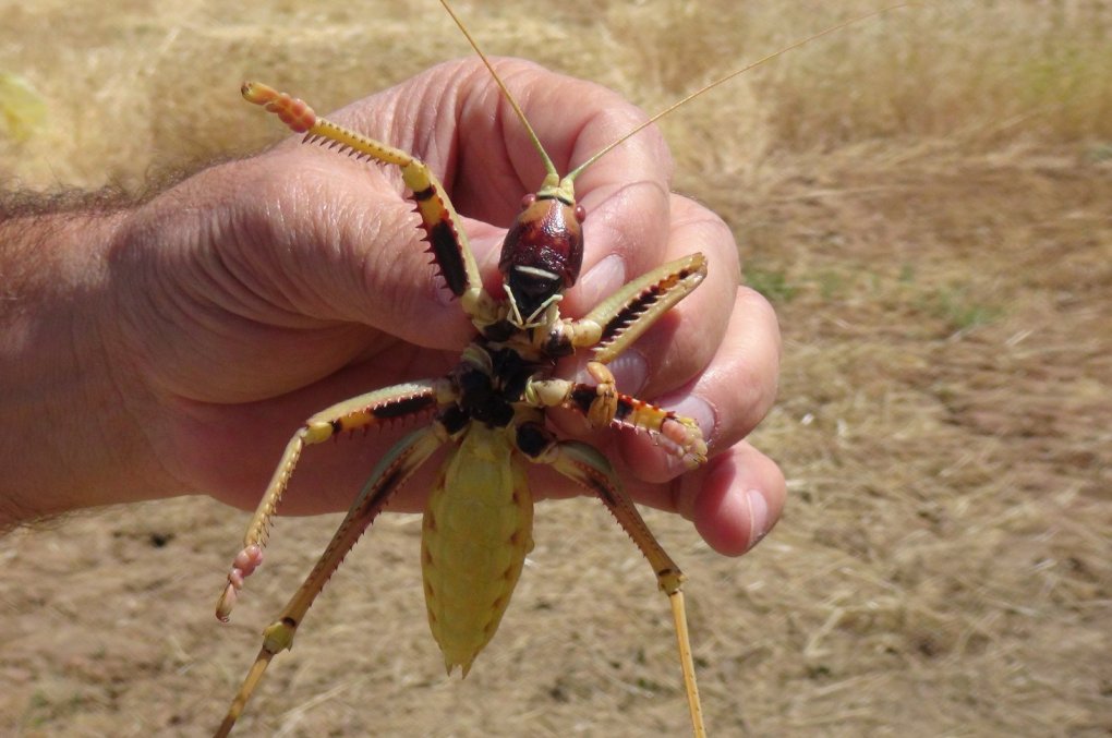 As scary looking as the Carnivorous locusts are. It does not compare to what is described in the Book of Revelation 9:7-10 