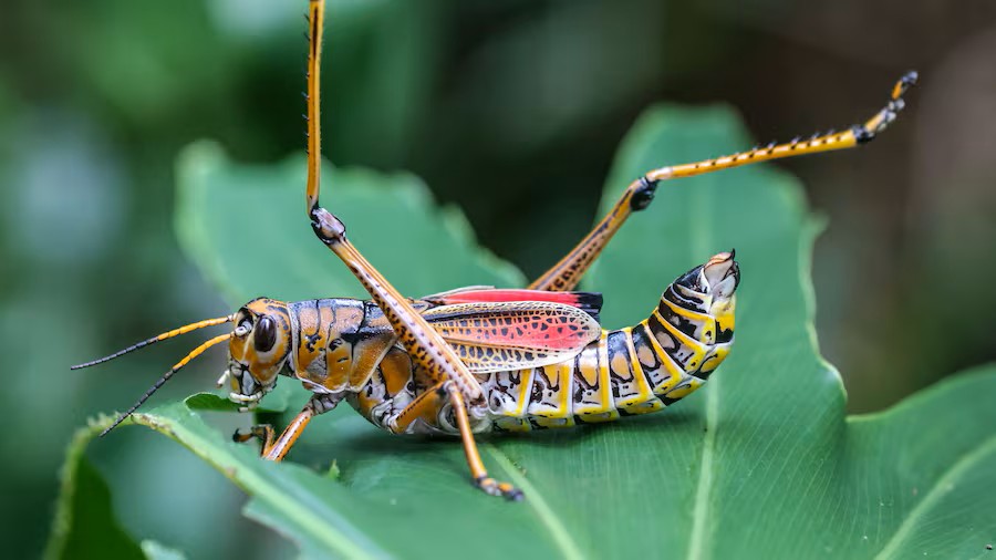 No matter how fearful the Lubber grasshoppers are. It does not compare to what is described in the Book of Revelation 9:7-10 